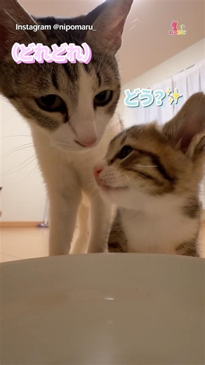 水の飲み方を教わる子猫