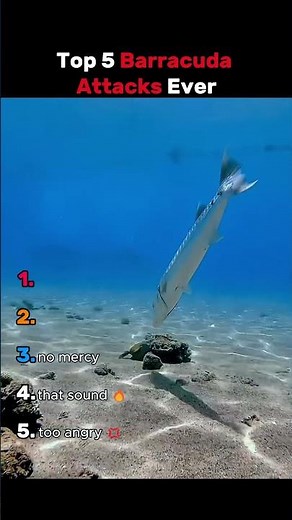 Top 5 Barracuda Attacks Ever