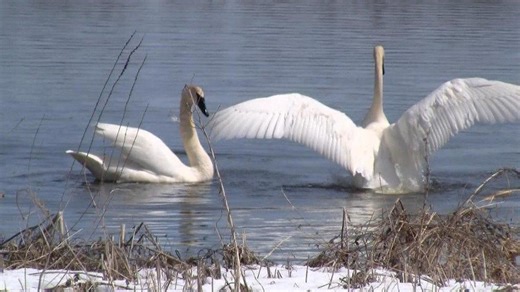 Swans return to Shiocton area wetlands site