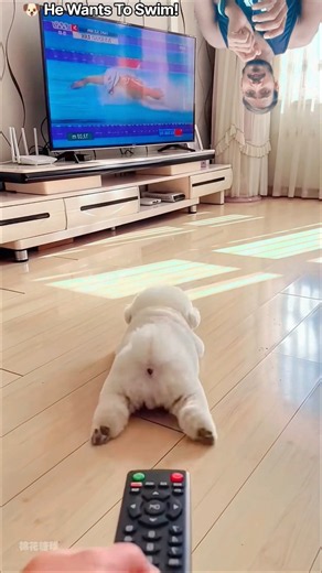 Dog Copies Swimming From TV 😂🐶#shorts