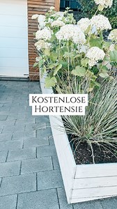 1.6M views · 141 reactions | Hortensien, super, einfach mit sich...