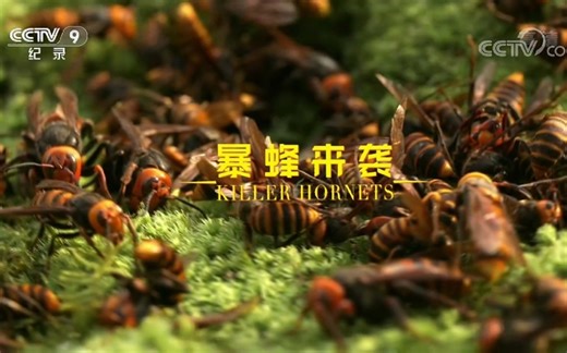 【纪录片】暴蜂来袭（未剪辑）