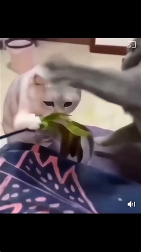 Cats Are Funny Hilarious 😹#cat