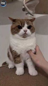 Funny cats!😍😍/Смешные котики😍😍81