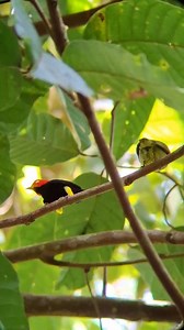 🐦‍🔥 Meet the Michael Jackson Bird – The Red-Capped Manakin! 🌿✨ You’ll see right away why this little bird got its famous nickname! In this clip, a vibrant male Red-Capped Manakin puts on his best moves, hoping to impress a female. And how does he do it? With a moonwalk straight out of Michael Jackson’s playbook! 🕺✨ This incredible moment was captured by our guide Maikel during a 2-day overnight expedition in Corcovado, deep in the remote Osa Peninsula. Watching wildlife behavior like this up