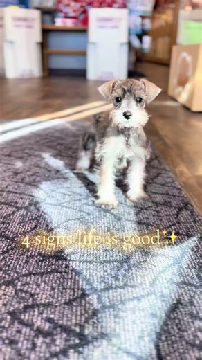 Nothing more is needed 💞 #schnauzer #schnauzers #schnauzerpuppy #minischnauzer #minischnauzerpuppy