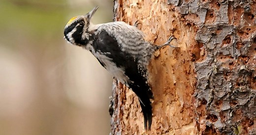 American Three-toed Woodpecker Identification, All About Birds, Cornell Lab of Ornithology