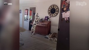 Dog Sings While Playing Piano