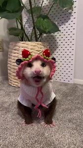 21K views · 759 reactions | do u like my bonnet? credz @avec.possum | animals eating fruit | Facebook