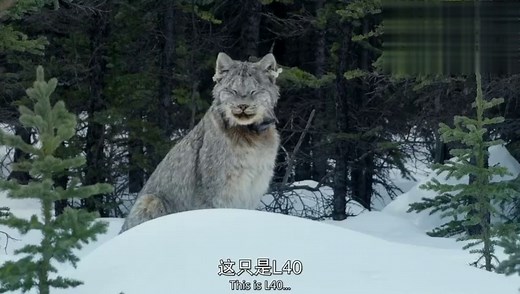 BBC纪录片《Big Cats》