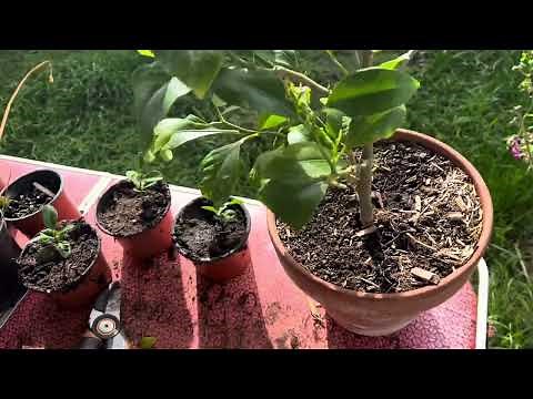 Comment faire pousser un citronnier ?