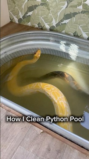 How I Clean Python Pool #shorts #python