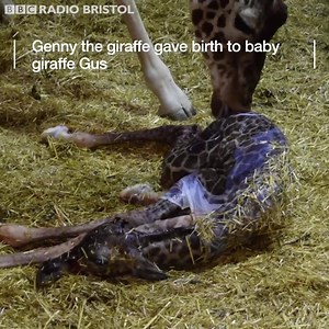How cute is this! There's a pitter patter of tiny giraffe feet at Noah's Ark Zoo Farm today... | BBC Bristol