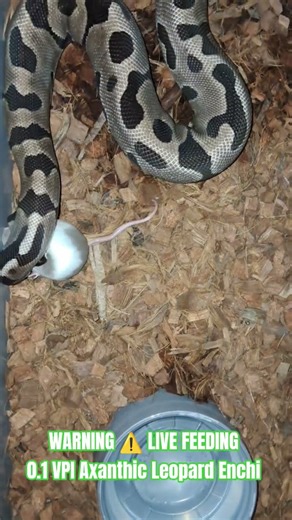 WARNING ⚠️ LIVE FEEDING #warning #feed #feeding #feedshort #feedshorts #ballpython #morphs #shorts