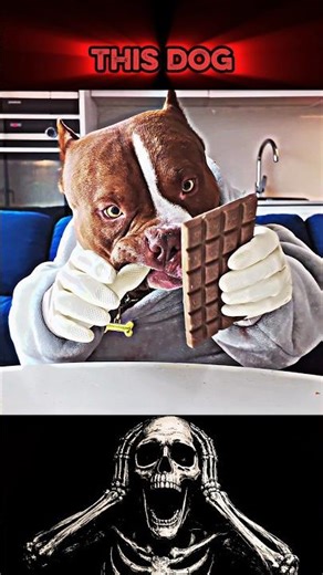 Dog Eating Chocolate! 🍫 #dogs #skulledit #chocolate
