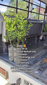 4.5K views · 42 reactions | Delivery Done  Thank you po ulit Ma'am  God bless po  20pcs Grafted Medium size kalamansi 20pcs Grafted Large size kalamansi Sa mga gusto po mag order ng Grafted Fruit Bearing trees message nyo lang po ako or tumawag sa 0926 403 4255 Free delivery luzon selected area Visayas and Mindanao+sf po via LBC #COD #COP #plants #MoreBuyers #LEGITONLINESELLER #everyonehighlightsfollowers Location Guimba Nueva Ecija | Joan Ventura | Facebook