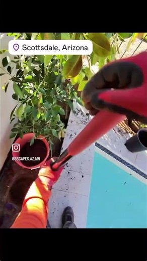 Adding color to this Scottsdale planting bed 🌿