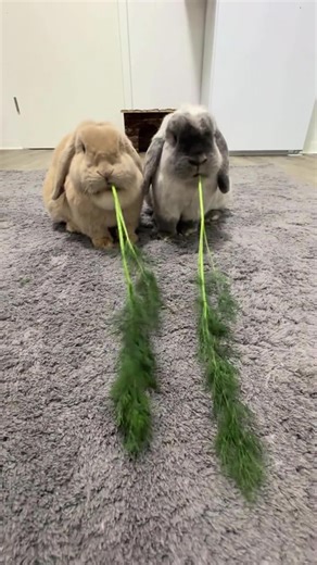 Funny rabbit#rabbit #bunny #funnyanimals #funnyvideos #Foryou