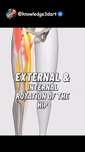 Hip Rotation – Overview Hip rotation refers to the movement of the femur around its long axis within the acetabulum. Depending on the direction of movement, this is divided into: Internal (medial) rotation – the anterior surface of the thigh turns toward the midline External (lateral) rotation – the anterior surface of the thigh turns away from the midline These movements are essential for directional changes, balance, gait efficiency, and pelvic stability, particularly during weight-bearing act