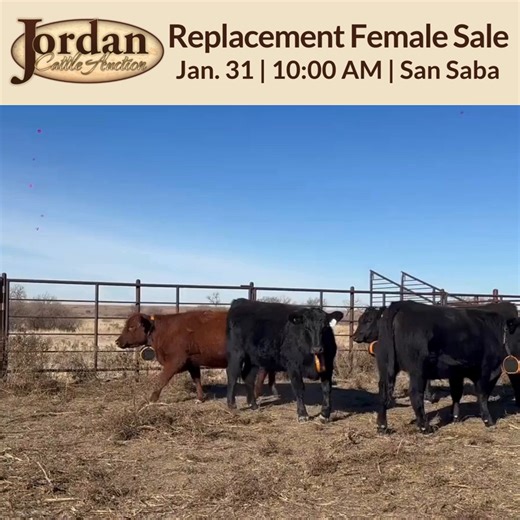 These home-raised heifers will calve this spring by Wagyu bulls. These are big, stout heifers that will be an asset to any herd. They sell Saturday in San Saba! As a reminder, there is no sale in Mason today! https://jordancattle.com/current-replacement-female-sale/ | Jordan Cattle Auction