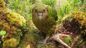 Animal Misfits | Preview | Nature