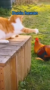 Ayam ganggu kucing tidur langsung kena tampar🤣 #duniahewan #hewanlucu #kucing #ayam #reelfyp | Didik Suprianto