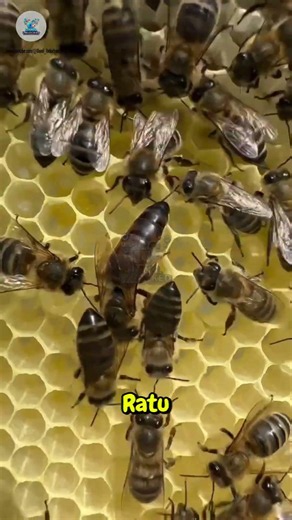 🐝 Why Should These Baby Bees Be Destroyed?