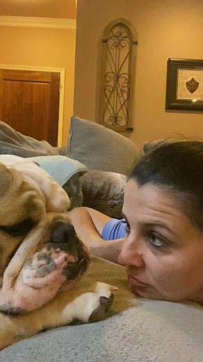 Hilarious Bulldog Videos That Will Make You Smile