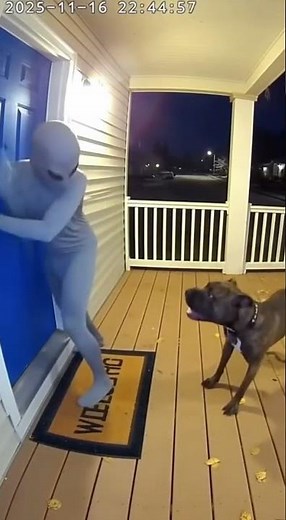 Alien vs Dog 😱😱 #sehar