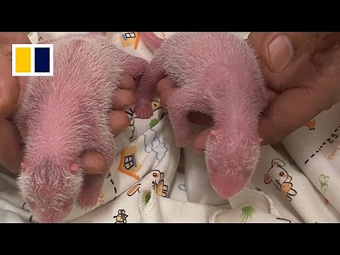 First giant panda cubs born in Hong Kong