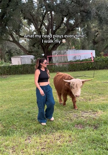 Meet My Ride or Die Mini Highland Cow!