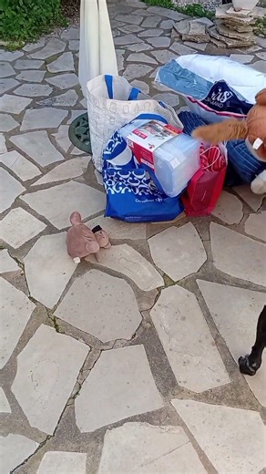 RETOUR DE COURSES #chien #lily #shorts #balade #labrador #doglife #vanille