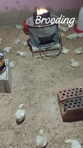 8.4K views · 169 reactions | What is brooding? | Nurse Farmer Hanene | Facebook