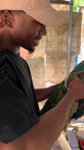 The Science Behind Peacock Feathers and Their Color