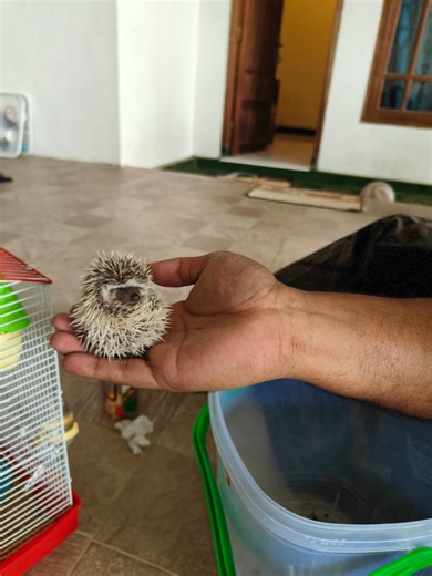 Merawat Landak Mini Koko dengan Cinta