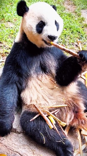 vhg g (@vhg.g21)’s videos with original sound - vhg g