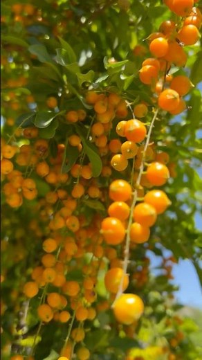 Golden durenta plant for hedge in garden | Gardening #gardening #garden