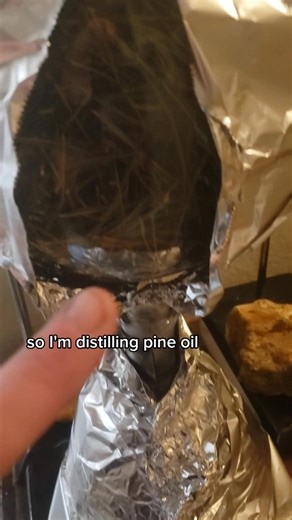 pine essential oil by steam distillation #operationalAlchemy #practicalAlchemy #hermeticAlchemy #alchemy #distillation #essentialOilDistillation