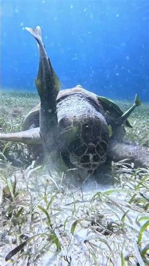 Munch time for this loggerhead turtle