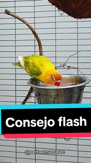 Consejo para la limpieza de comederos y bebederos para aves