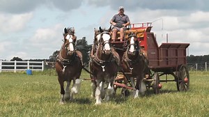 15K views · 276 reactions | Watch to see the Fair’s gentle giants at their home farm - West Edge Acres. Steve talks us through the process of getting his Clydesdale horses ready for the Fair. | Western Fair | Facebook
