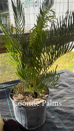 Flowing Well Tree Farm on Instagram: "Coontie Palm seeds🍃 Buy yours today at Flowingwelltreefarm.com 🍃🇺🇸 #coontie #seeds #natives #florida #palms"