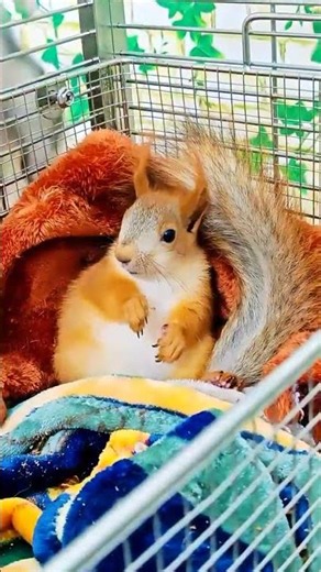 Chubby Red Squirrel Being Super Dramatic and Cute!