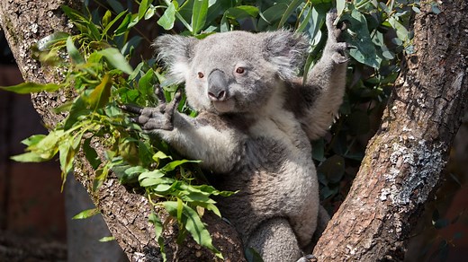 Koala | Zoo Zürich