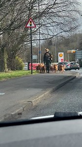 6.5M views · 63K reactions | This is how many goldens I need but my partner disagrees  | Furry Tails | Facebook