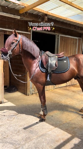 Mon Poney Mannequin : Une Aventure Équestre en Photographie