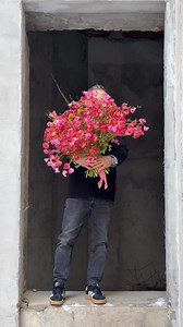 Gorgeous Lathyrus Dyed Red from @coloriginz ♥️💫 Let’s Have a Perfect Day! @nicubocancea #floraridin1970 #florariairis #echiparacheta @ira_go #goodmorning #goodvibes #spring #fresh #flowers #flowerstagram #flowerpower #flowerlovers #vibes | Floraria Iris