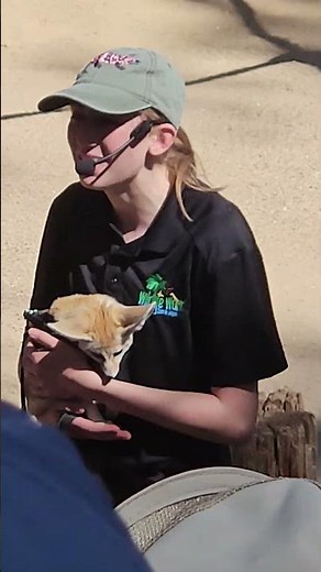 🦊 Adorable Fennec Fox Showcase! So Cute! 😍