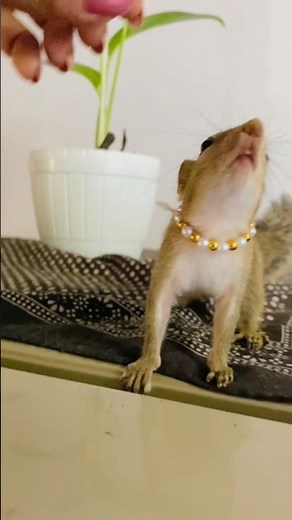 Ruby the Squirrel Wants Something 🥺🐿️ #petsquirrel #animals