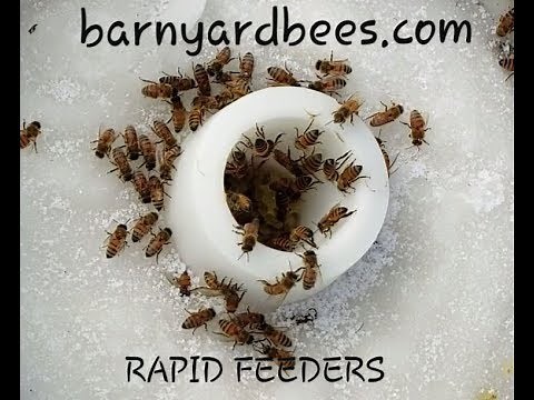 Honeybees Feeding Dry Sugar Rapid Feeders Winter Bees